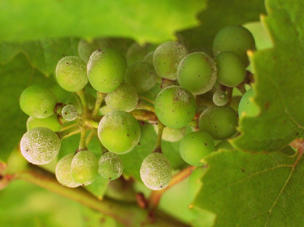 Grapes affected by Powdery Mildew