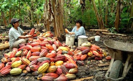Peruvian Cacao Farmers